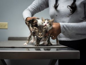 Monipuoliset pieneläinklinikkamme palvelut alkaen perushoidosta erikoistuneeseen diagnostiikkaan ja kirurgiaan