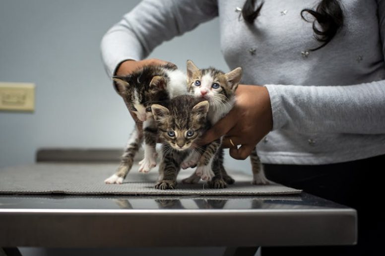 Monipuoliset pieneläinklinikkamme palvelut alkaen perushoidosta erikoistuneeseen diagnostiikkaan ja kirurgiaan